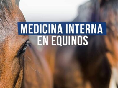 Curso principios básicos de medicina interna en equinos