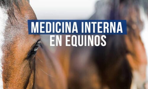 Curso principios básicos de medicina interna en equinos