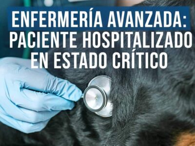 Curso enfermería avanzada para el auxiliar veterinario: el paciente hospitalizado en estado crítico