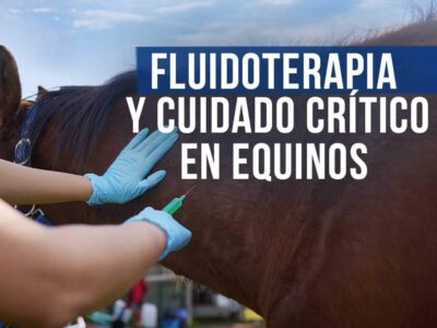 Curso virtual de fluidoterapia y cuidado crítico en equinos