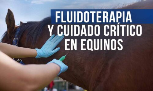 Curso virtual de fluidoterapia y cuidado crítico en equinos