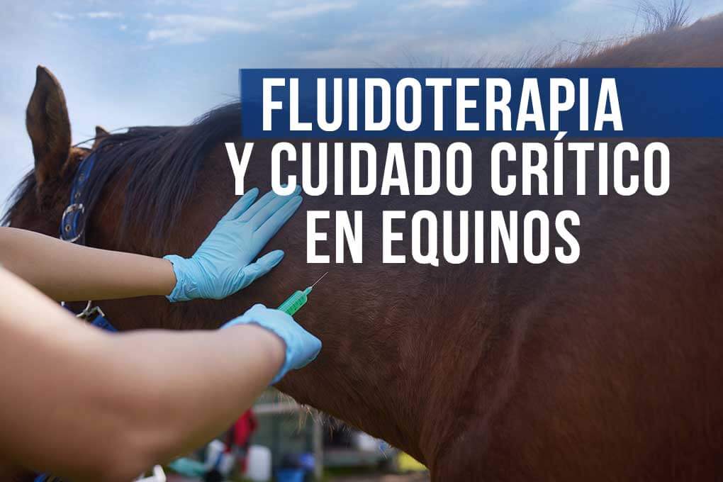 c_fluidoterapia_y_cuidado_critico_equinos
