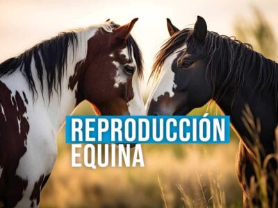 Curso internacional profundización en reproducción equina