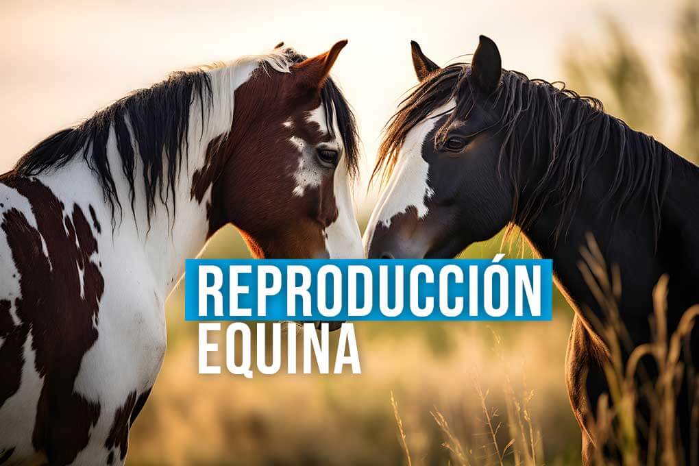 c_internacional_en_reproduccion_equina