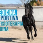 Curso Medicina Deportiva y Fisioterapia Equina