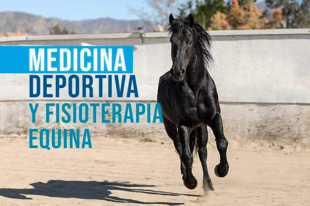 c_medicina_deportiva_y_fisioterapia_equina
