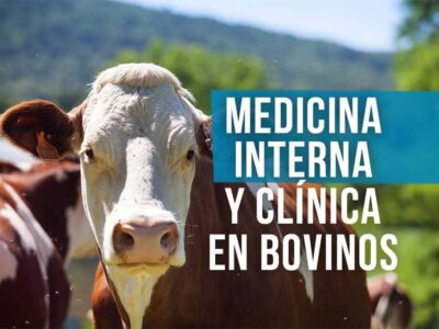 Curso medicina interna y clínica en bovinos