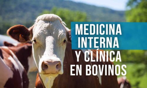 Curso medicina interna y clínica en bovinos