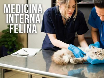 Curso de medicina interna y cuidado crítico en felinos
