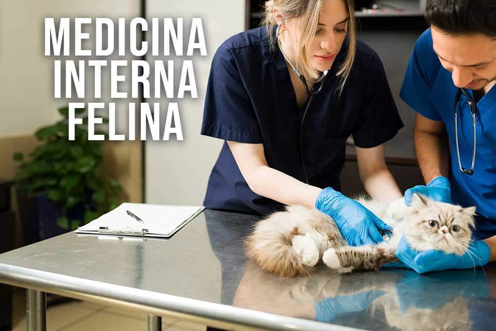 c_medicina_interna_felina
