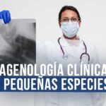 Curso Virtual Formación Internacional en Imagenología Clínica en Pequeñas Especies