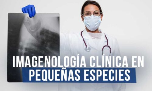 Curso Virtual Formación Internacional en Imagenología Clínica en Pequeñas Especies