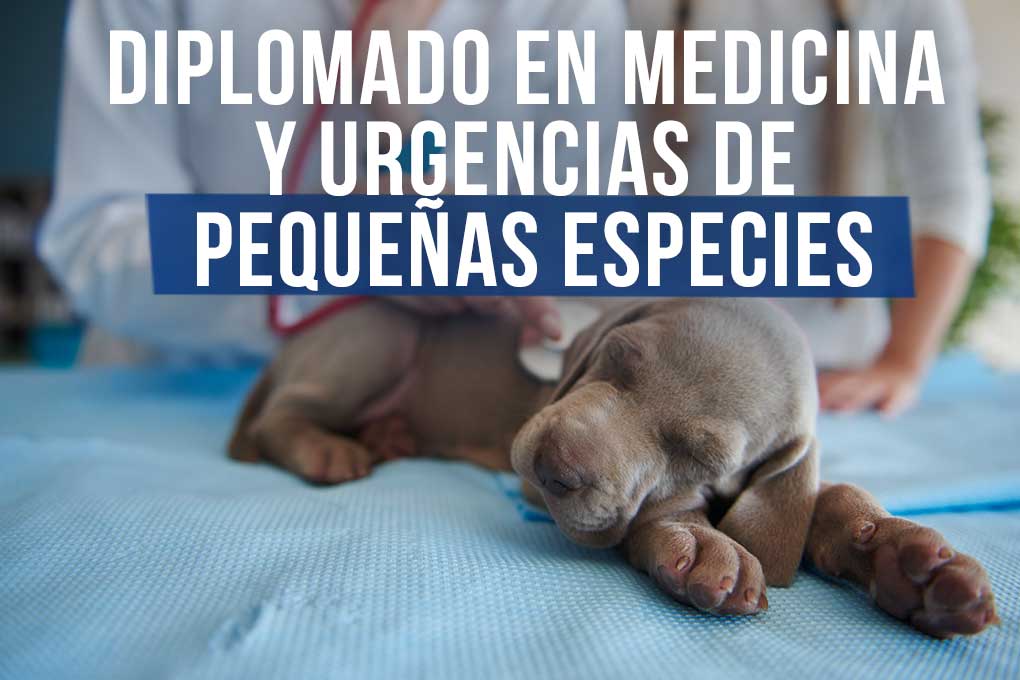 diplomado_urgencias_peuqenas_especies