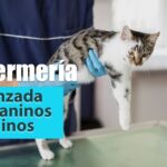 Formación en enfermería veterinaria avanzada en caninos y felinos