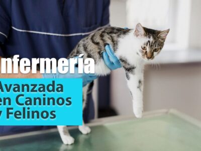 Formación en enfermería veterinaria avanzada en caninos y felinos