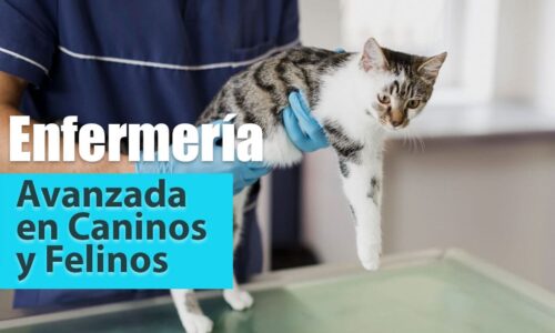 curso_enfermeria_avanzada Formación en enfermería veterinaria avanzada en caninos y felinos
