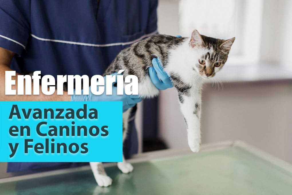 curso_enfermeria_avanzada