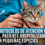 Curso internacional: Protocolos de atención en el paciente hospitalizado en pequeñas especies