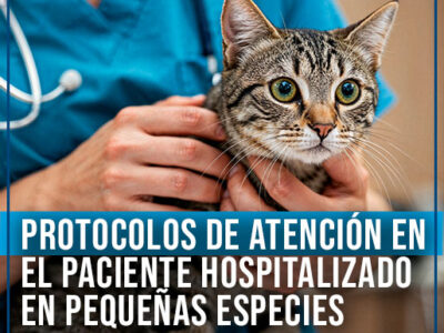 Curso internacional: Protocolos de atención en el paciente hospitalizado en pequeñas especies