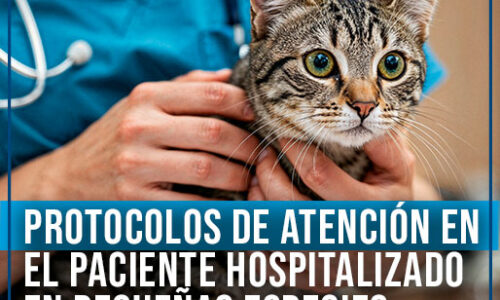 IMAGEN_PROTOCOLO-PACIENTE-HOSPUTALIZADO Curso internacional: Protocolos de atención en el paciente hospitalizado en pequeñas especies